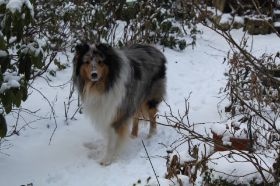 Anuk im Schnee3.JPG