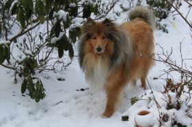 Joy im Schnee2.JPG