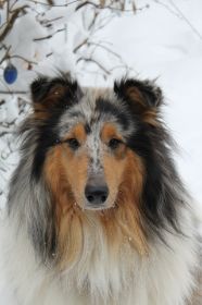 Superportrait von Anuk.JPG