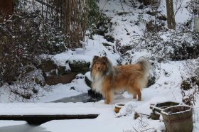 Verschneite Brücke mit Joy2.JPG